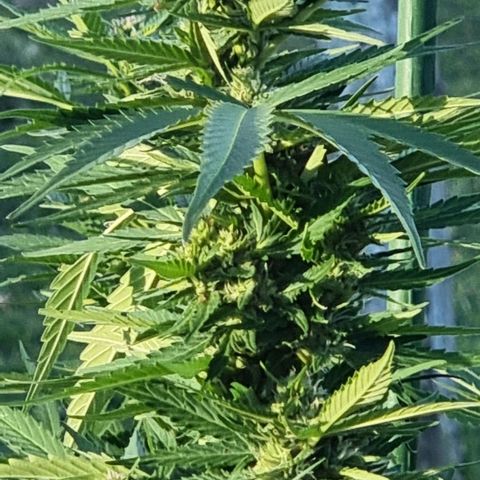 White Widow CBD (Outdoors) growlog timeline photo