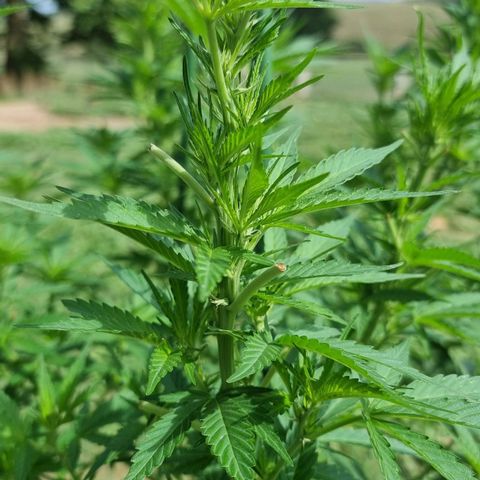 White Widow CBD (Outdoors) growlog timeline photo