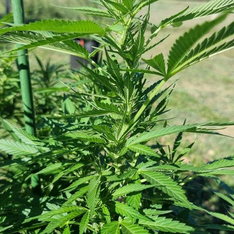White Widow CBD (Outdoors) growlog timeline photo