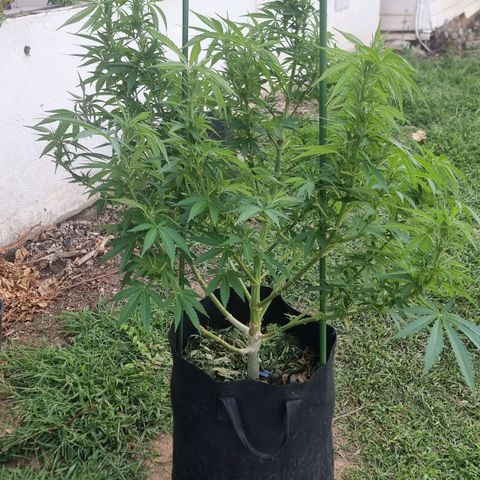 White Widow CBD (Outdoors) growlog timeline photo