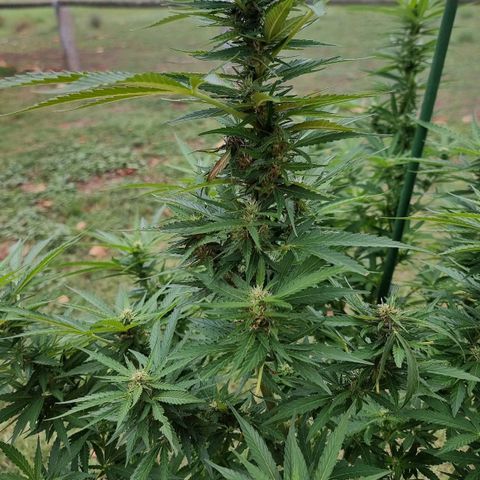 White Widow CBD (Outdoors) growlog timeline photo