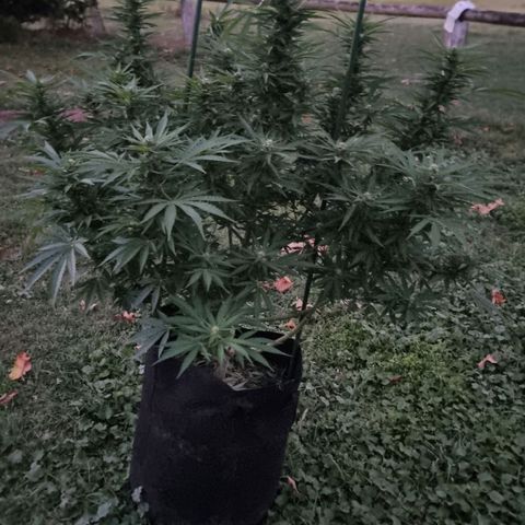 White Widow CBD (Outdoors) growlog timeline photo