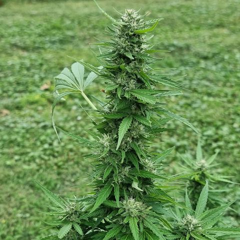 White Widow CBD (Outdoors) growlog timeline photo