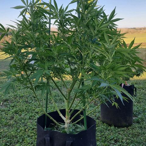 White Widow CBD (Outdoors) growlog timeline photo