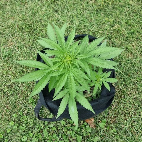 White Widow CBD (Outdoors) growlog timeline photo