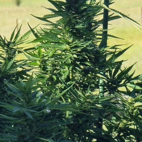 White Widow CBD (Outdoors) growlog timeline photo