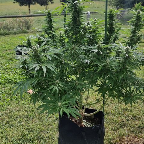 White Widow CBD (Outdoors) growlog timeline photo