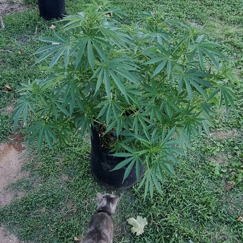 White Widow CBD (Outdoors) growlog timeline photo