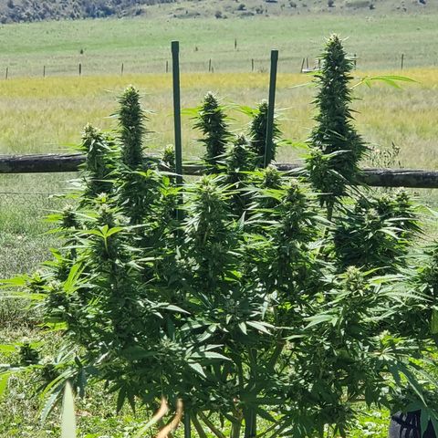 White Widow CBD (Outdoors) growlog timeline photo