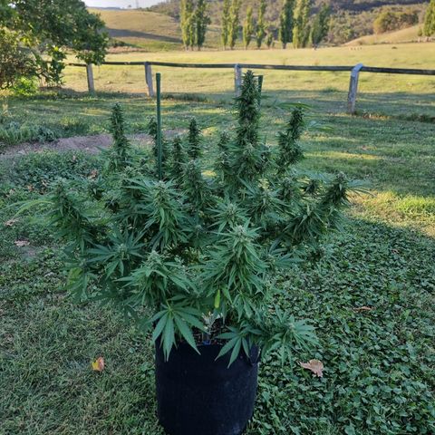 White Widow CBD (Outdoors) growlog timeline photo