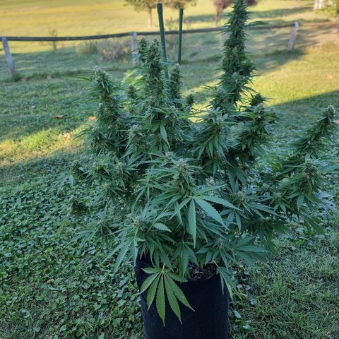 White Widow CBD (Outdoors) growlog timeline photo