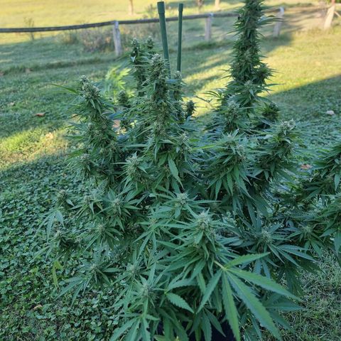 White Widow CBD (Outdoors) growlog timeline photo