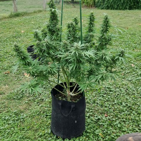 White Widow CBD (Outdoors) growlog timeline photo