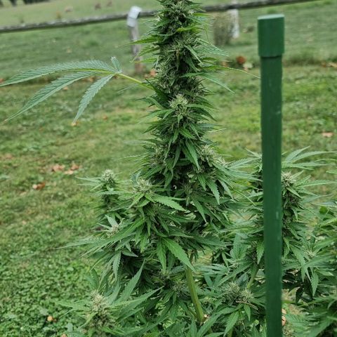 White Widow CBD (Outdoors) growlog timeline photo