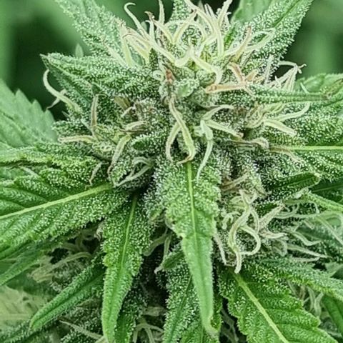 White Widow CBD (Outdoors) growlog timeline photo
