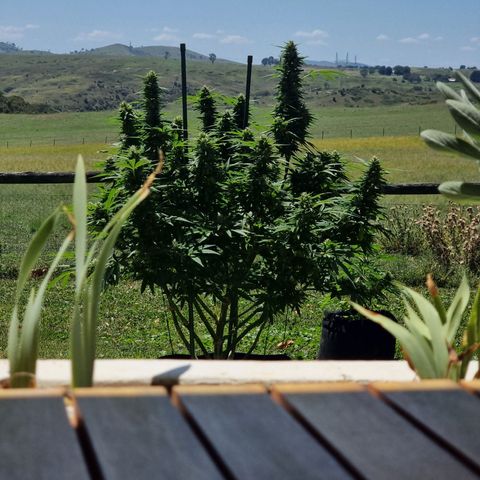 White Widow CBD (Outdoors) growlog timeline photo