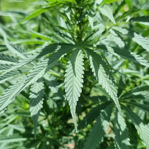 White Widow CBD (Outdoors) growlog timeline photo