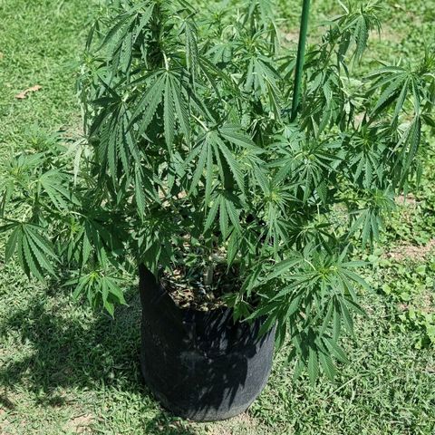 White Widow CBD (Outdoors) growlog timeline photo