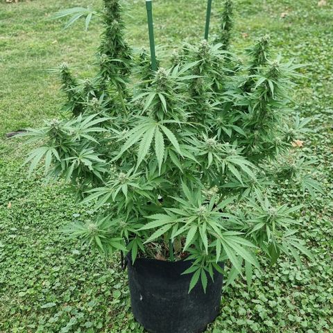 White Widow CBD (Outdoors) growlog timeline photo