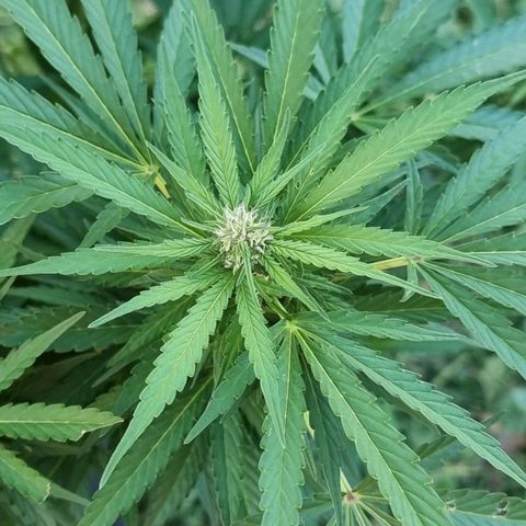 White Widow CBD (Outdoors) growlog timeline photo
