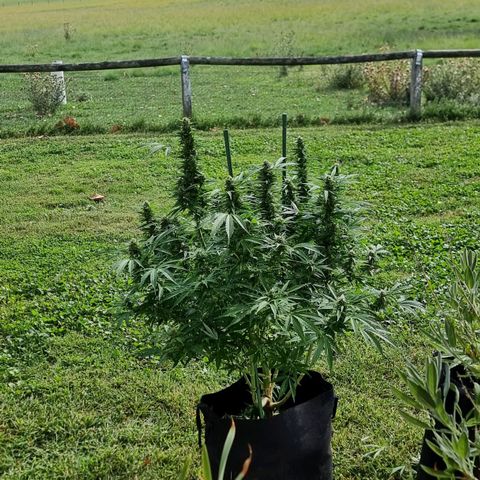 White Widow CBD (Outdoors) growlog timeline photo