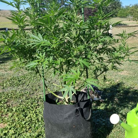 White Widow CBD (Outdoors) growlog timeline photo