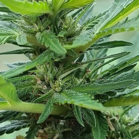 White Widow CBD (Outdoors) growlog timeline photo