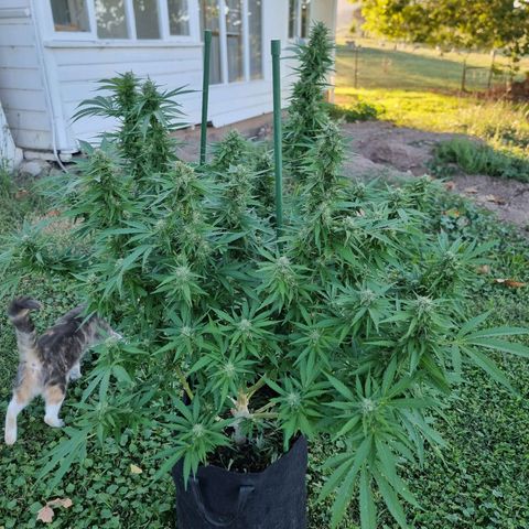 White Widow CBD (Outdoors) growlog timeline photo