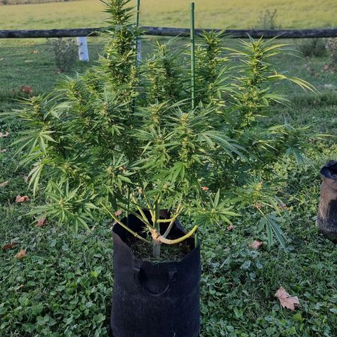 White Widow CBD (Outdoors) growlog timeline photo