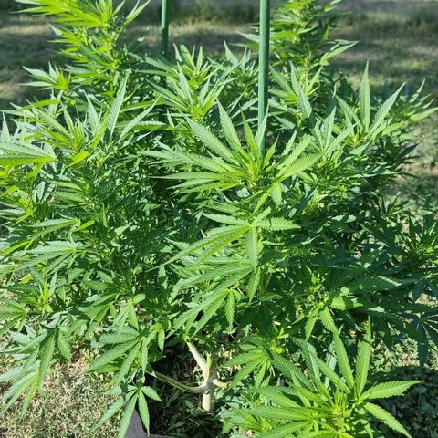 White Widow CBD (Outdoors) growlog timeline photo