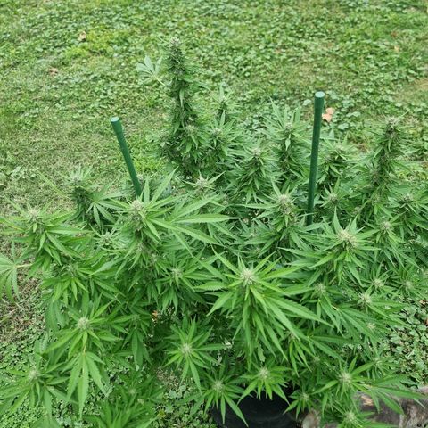 White Widow CBD (Outdoors) growlog timeline photo