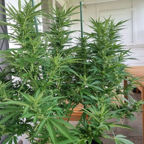 White Widow CBD (Outdoors) growlog timeline photo