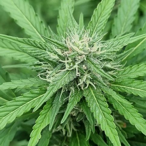 White Widow CBD (Outdoors) growlog timeline photo
