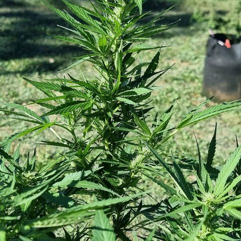 White Widow CBD (Outdoors) growlog timeline photo