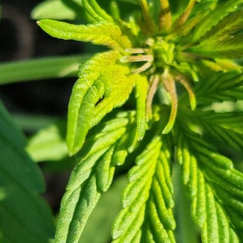 White Widow CBD (Outdoors) growlog timeline photo