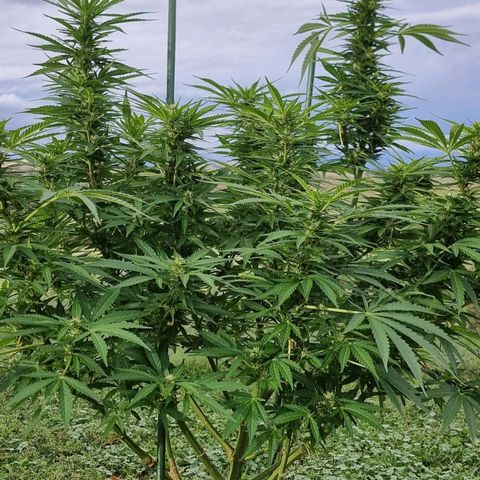 White Widow CBD (Outdoors) growlog timeline photo