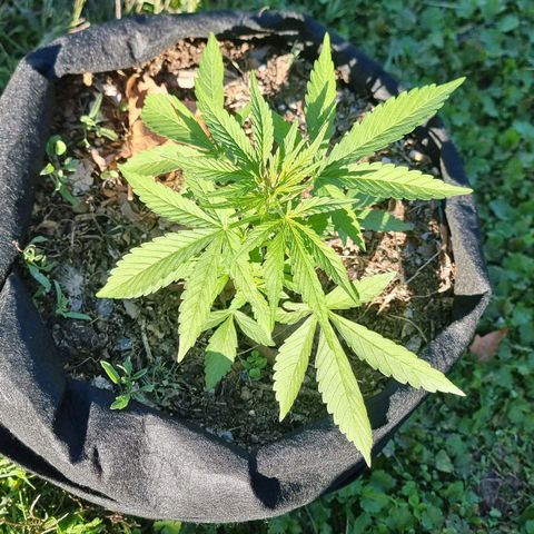 White Widow CBD (Outdoors) growlog timeline photo