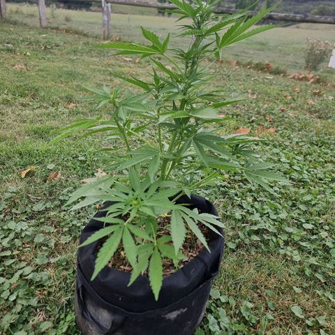 White Widow CBD (Outdoors) growlog timeline photo