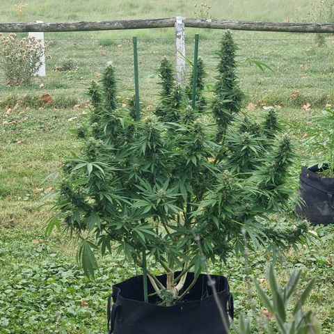 White Widow CBD (Outdoors) growlog timeline photo