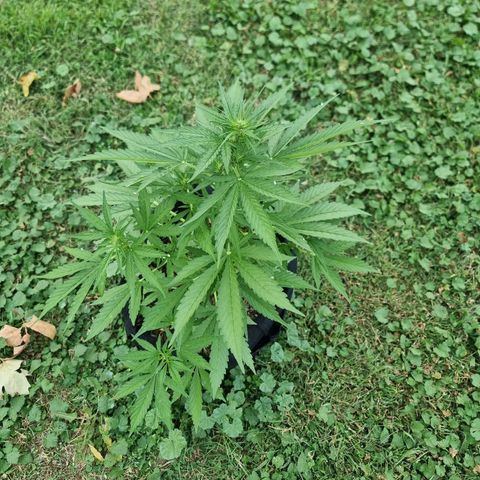 White Widow CBD (Outdoors) growlog timeline photo