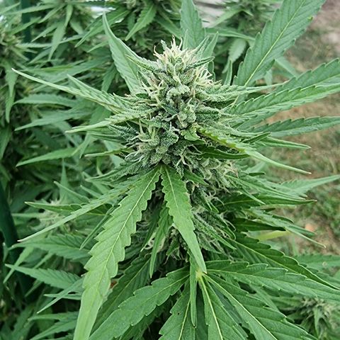 White Widow CBD (Outdoors) growlog timeline photo
