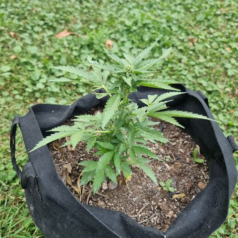 White Widow CBD (Outdoors) growlog timeline photo