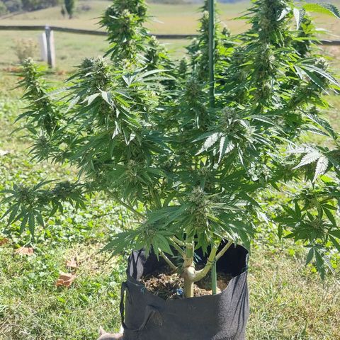 White Widow CBD (Outdoors) growlog timeline photo