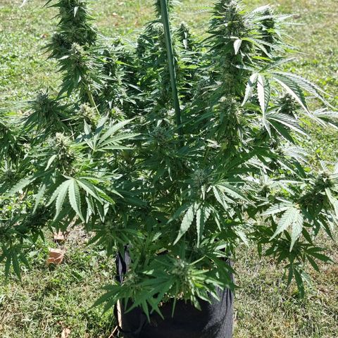 White Widow CBD (Outdoors) growlog timeline photo