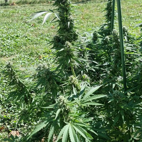 White Widow CBD (Outdoors) growlog timeline photo