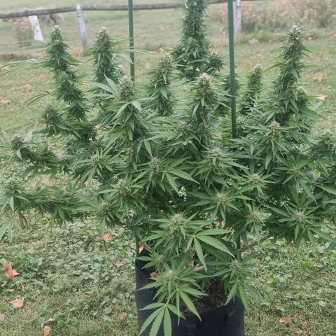 White Widow CBD (Outdoors) growlog timeline photo