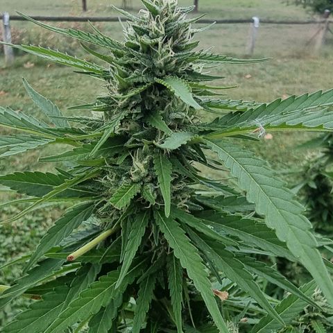 White Widow CBD (Outdoors) growlog timeline photo