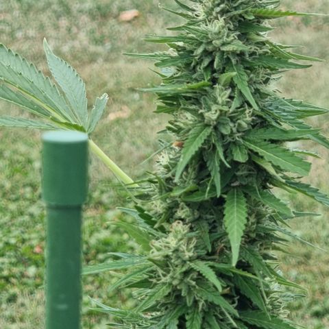 White Widow CBD (Outdoors) growlog timeline photo
