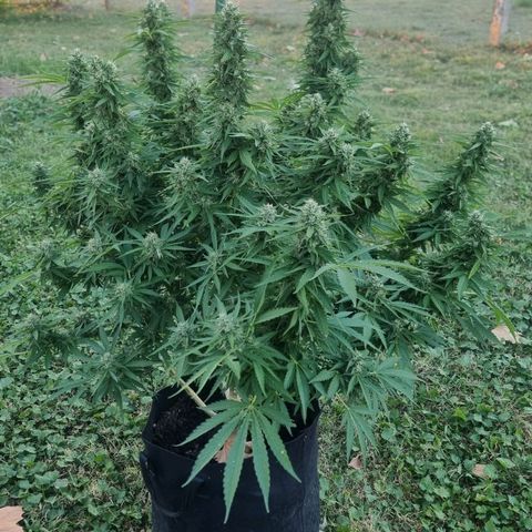 White Widow CBD (Outdoors) growlog timeline photo