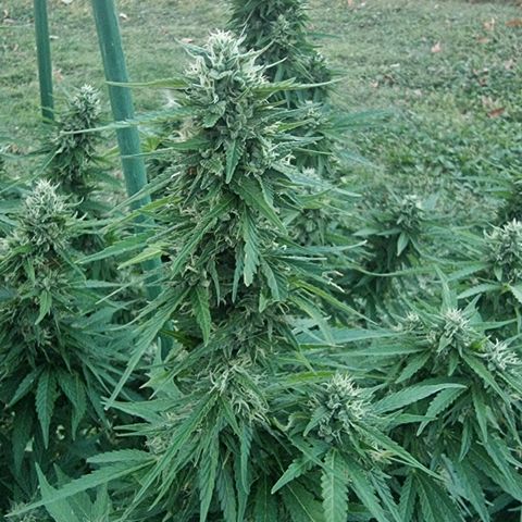 White Widow CBD (Outdoors) growlog timeline photo